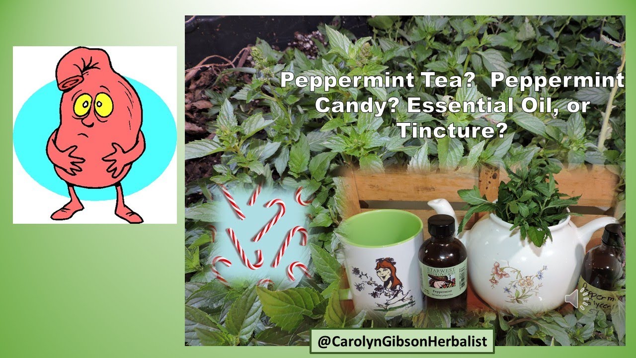 Herbs for nausea, Peppermint