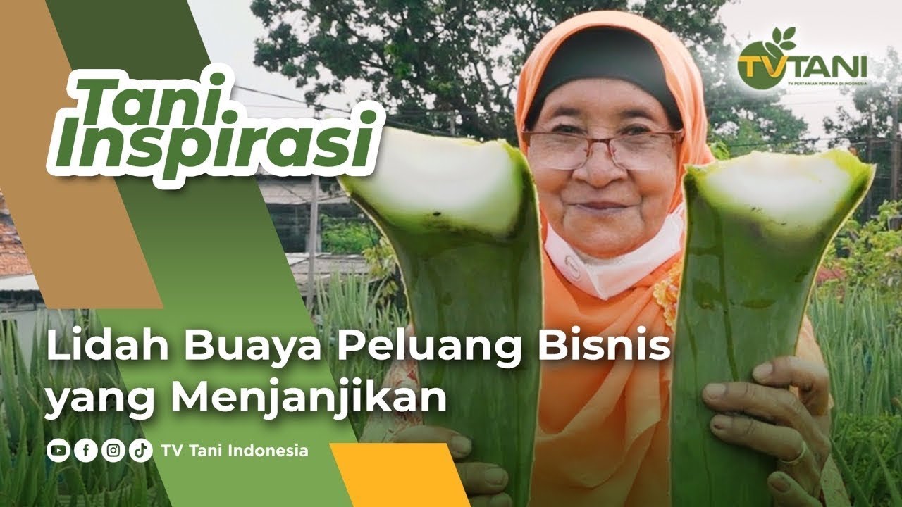 Sukses Bisnis Lidah Buaya, Raup Untung hingga Puluhan Juta