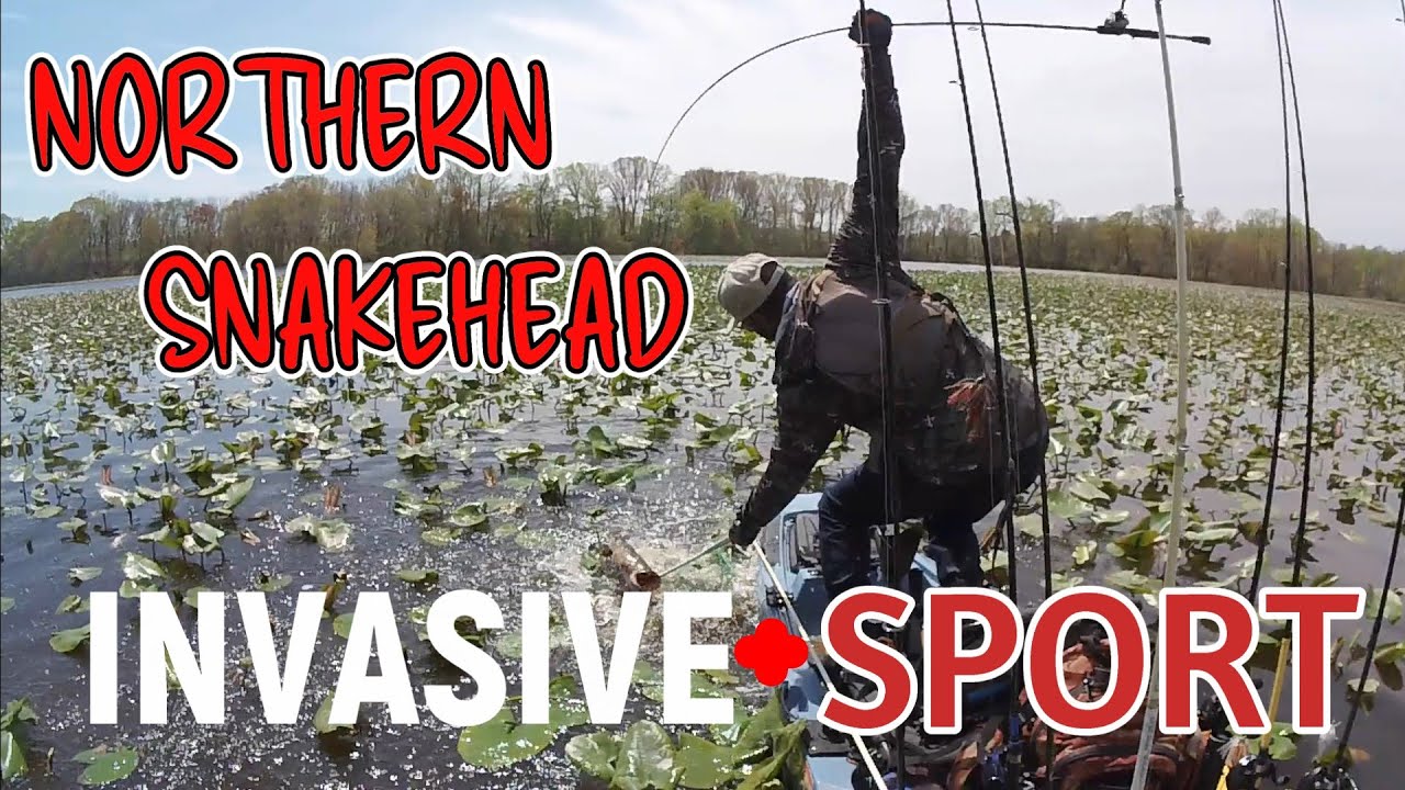 Northern Snakehead Fish- Nuisance or Game Fish?