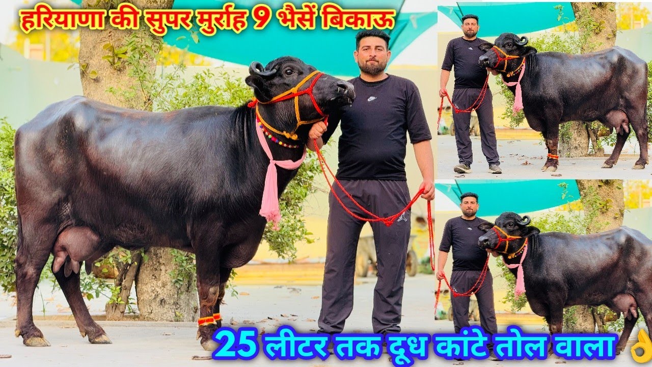 25 लीटर तक दूध नाप कर खरीदो हरियाणा की भैसें। All India Transport Available, Charan Singh Dairy Farm