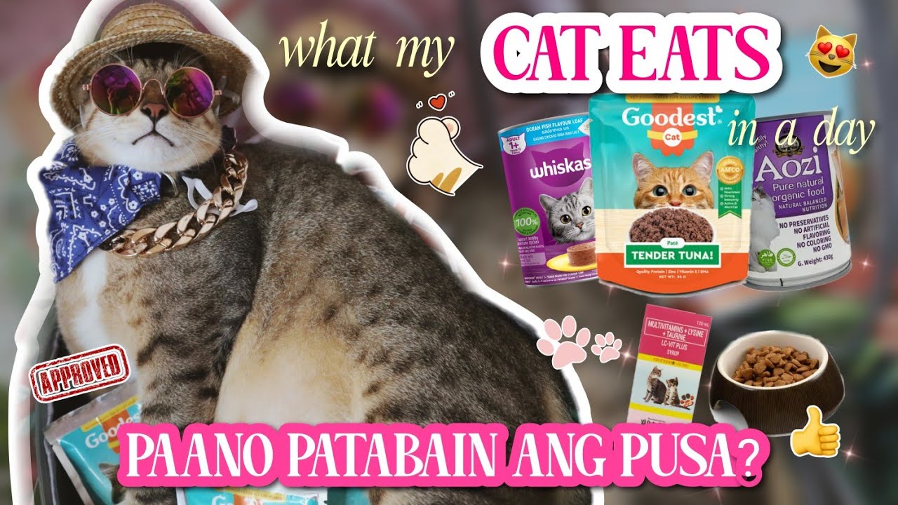 PAANO PATABAIN ANG PUSA? RECOMMENDED CAT FOODS PARA TUMABA ANG PUSA (WHAT MY CAT EATS IN A DAY) 😻