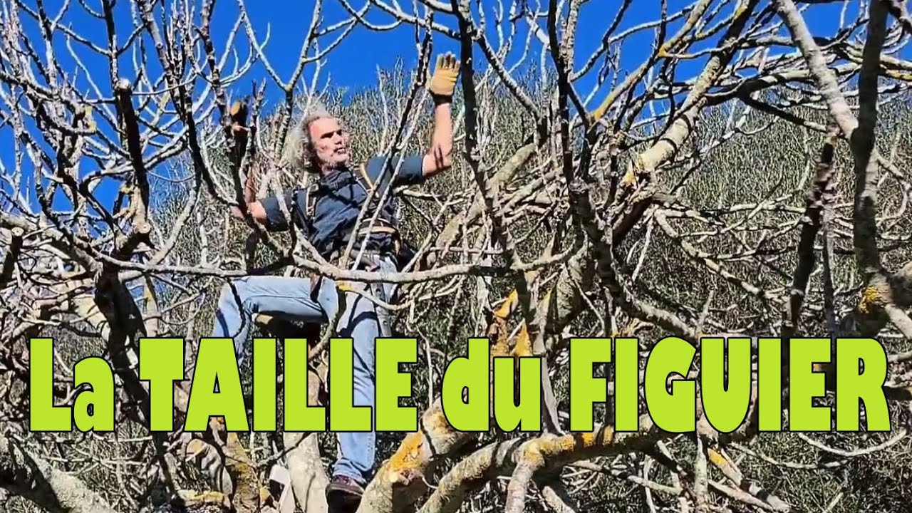 COMMENT BIEN TAILLER un FIGUIER ? CONSEILS et ASTUCES