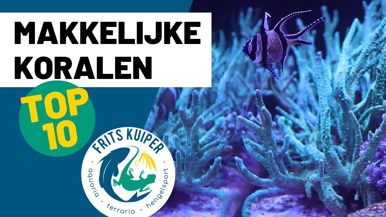 Top 10 makkelijke koralen voor jouw zeeaquarium!