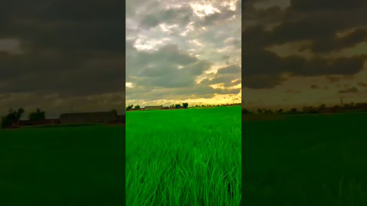 Rainy weather in village | @Rangdehaatday #viralvideo #villagelife #rain #nature #village #rainyda