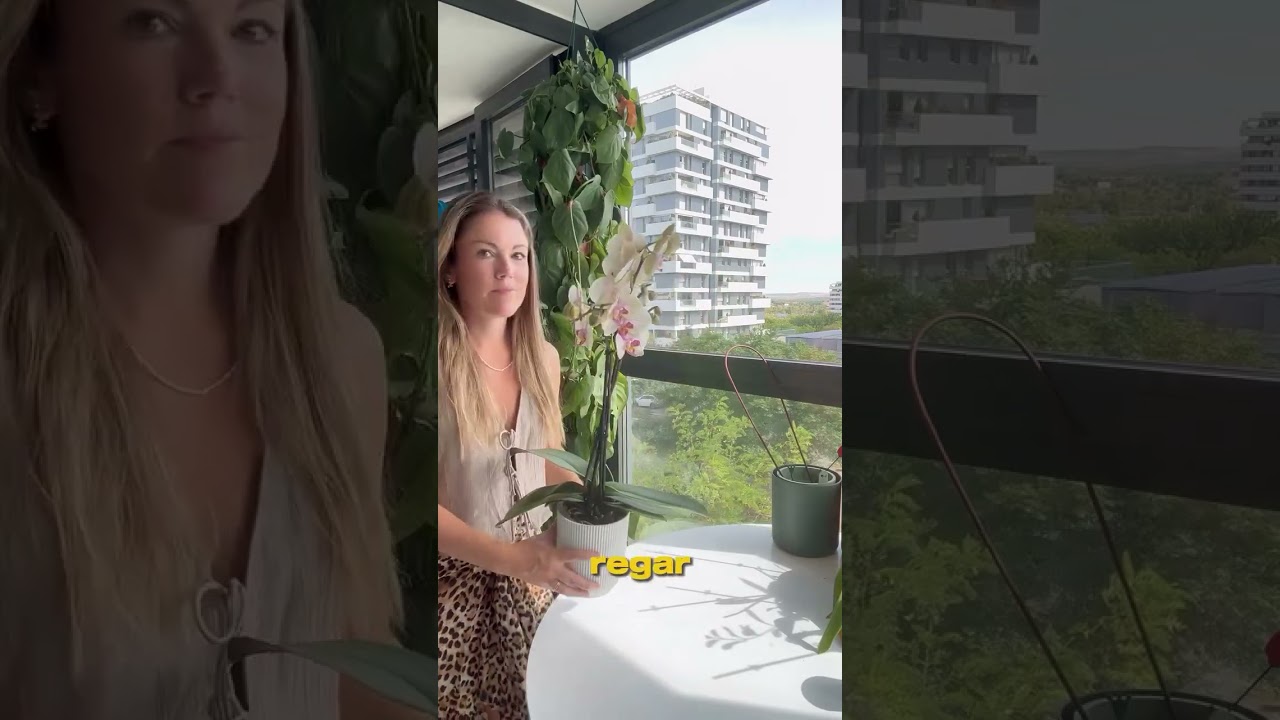 C&oacute;mo regar las orqu&iacute;deas
