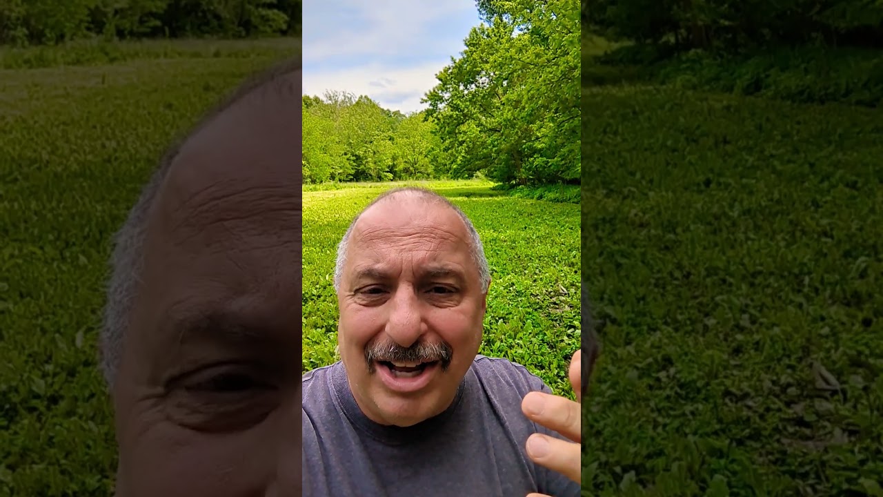 I run trail cams different than many its not why you think! 7 year old Mature Chicory and clover