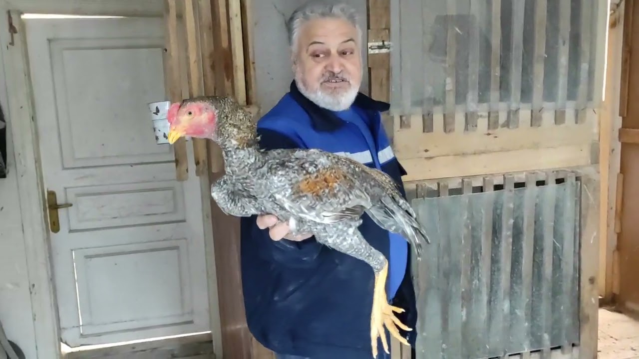 /// BİZİM USTA'NIN OĞLU HİNT HOROZU ALACAĞIM DİYE GECE UYUMAMIŞ ///