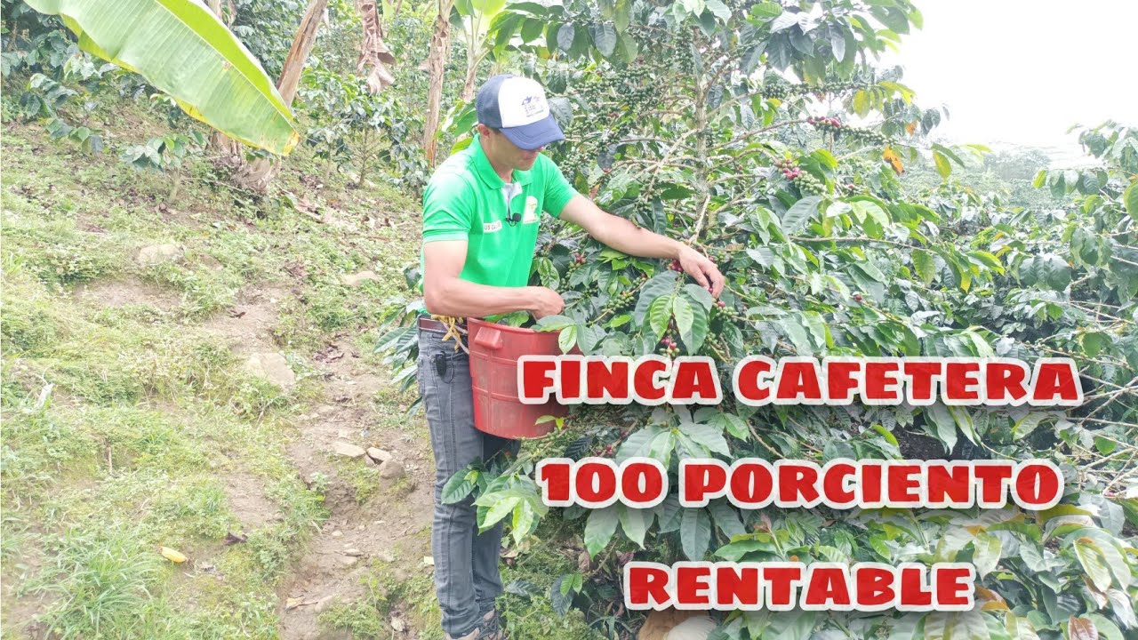 GANGASO FINCA CAFETERA en pesando cosecha 260millones  Guacarí valle 7mil árboles  café 18milM²