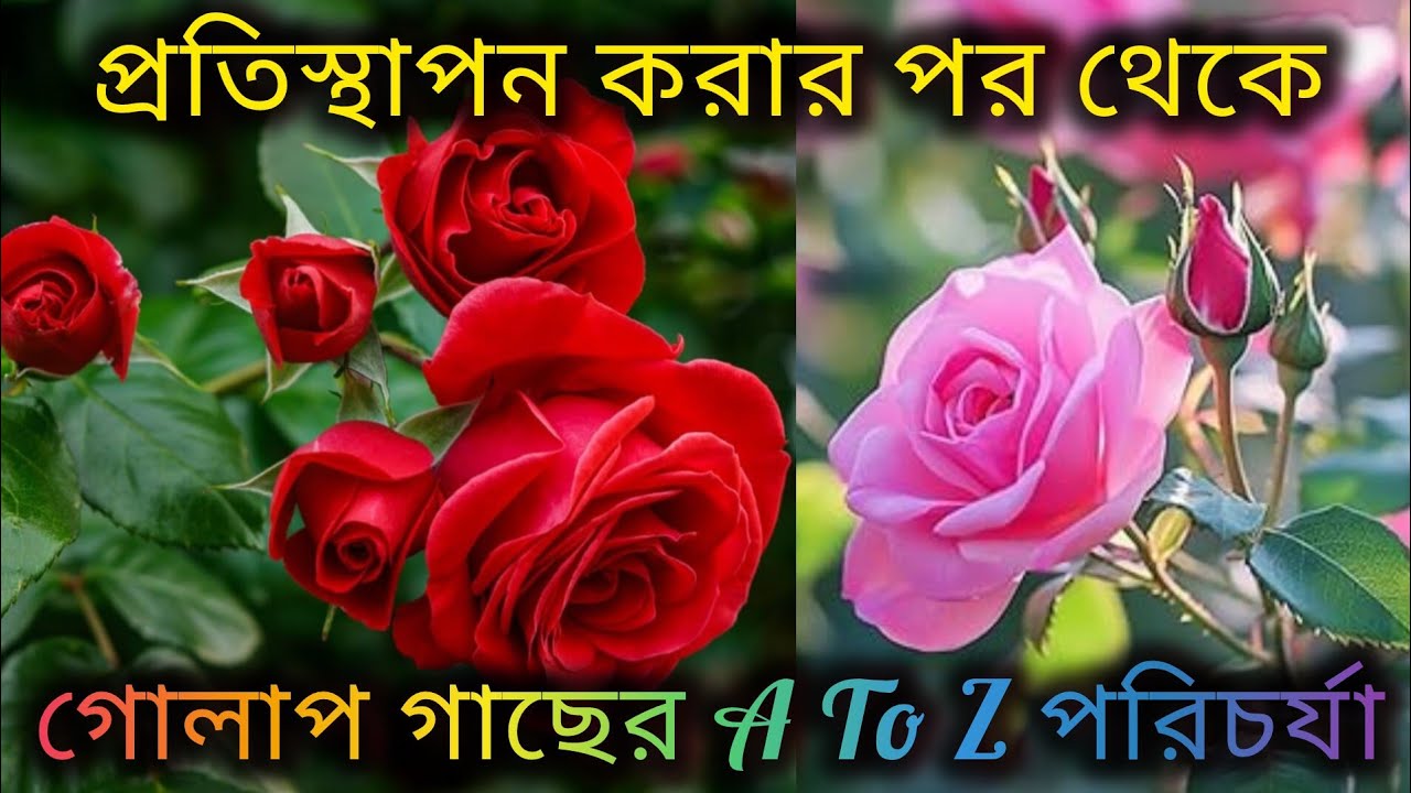 প্রতিস্থাপন করার পর থেকে গোলাপ গাছের পরিচর্যা/A To Z care for Rose plant/fertilizer for rose plant. 