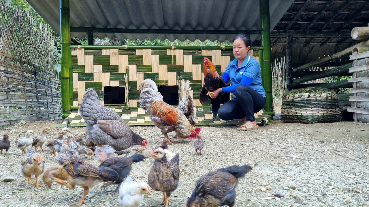 Build a chicken coop using bamboo trees. New farm | Lý Thị Phương