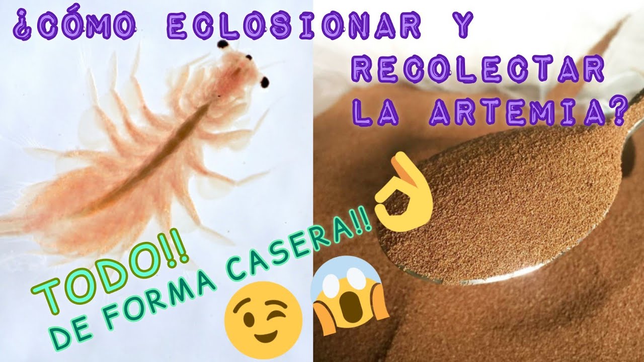 ¿Cómo eclosionar ARTEMIA? (TUTORIAL - Paso a paso)