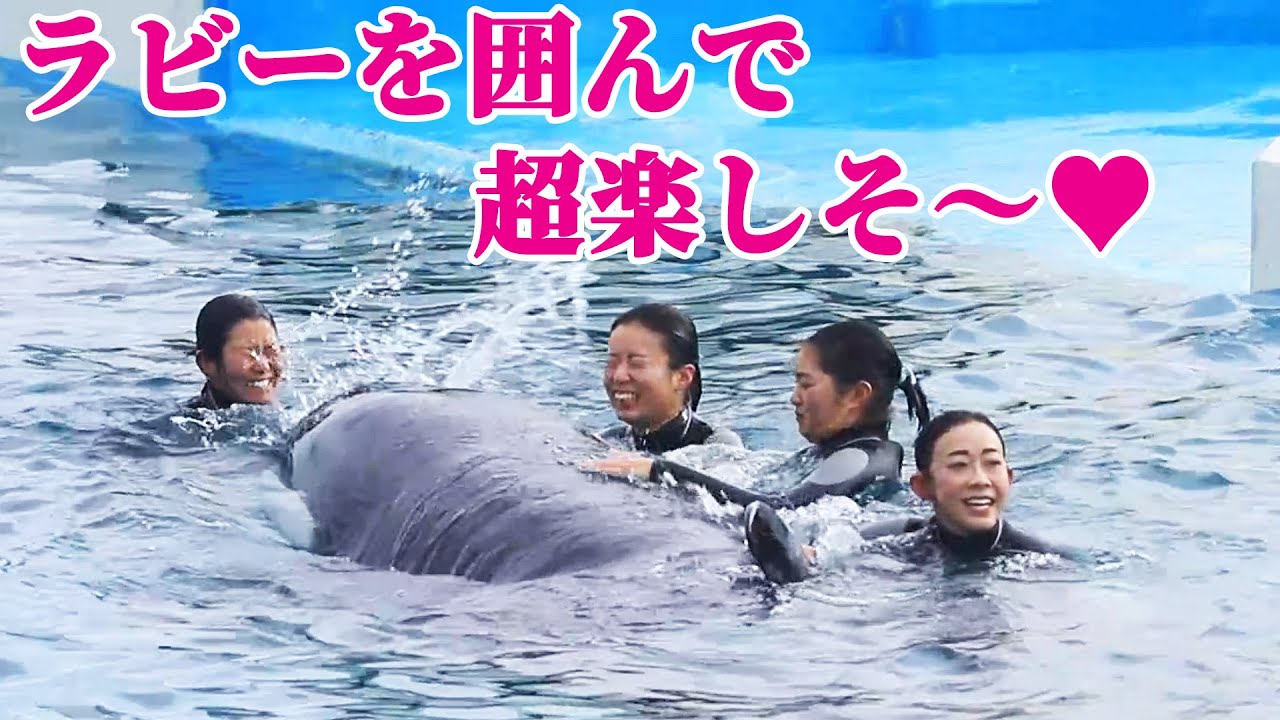 天才シャチ「ラビー」を囲んで楽しい女子会♥ 鴨川シーワールド シャチショー KamogawaSeaWorld  orca killerwhale