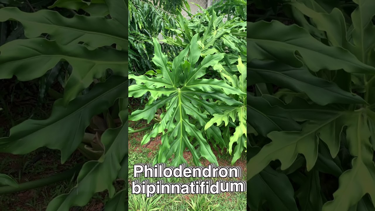 Philodendron bipinnatifidum Selloum o Paraguayo.  Parte I, introducción: Inflorescencias. T27