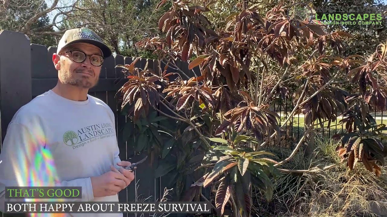 How to Deal with Freeze Damage Plants