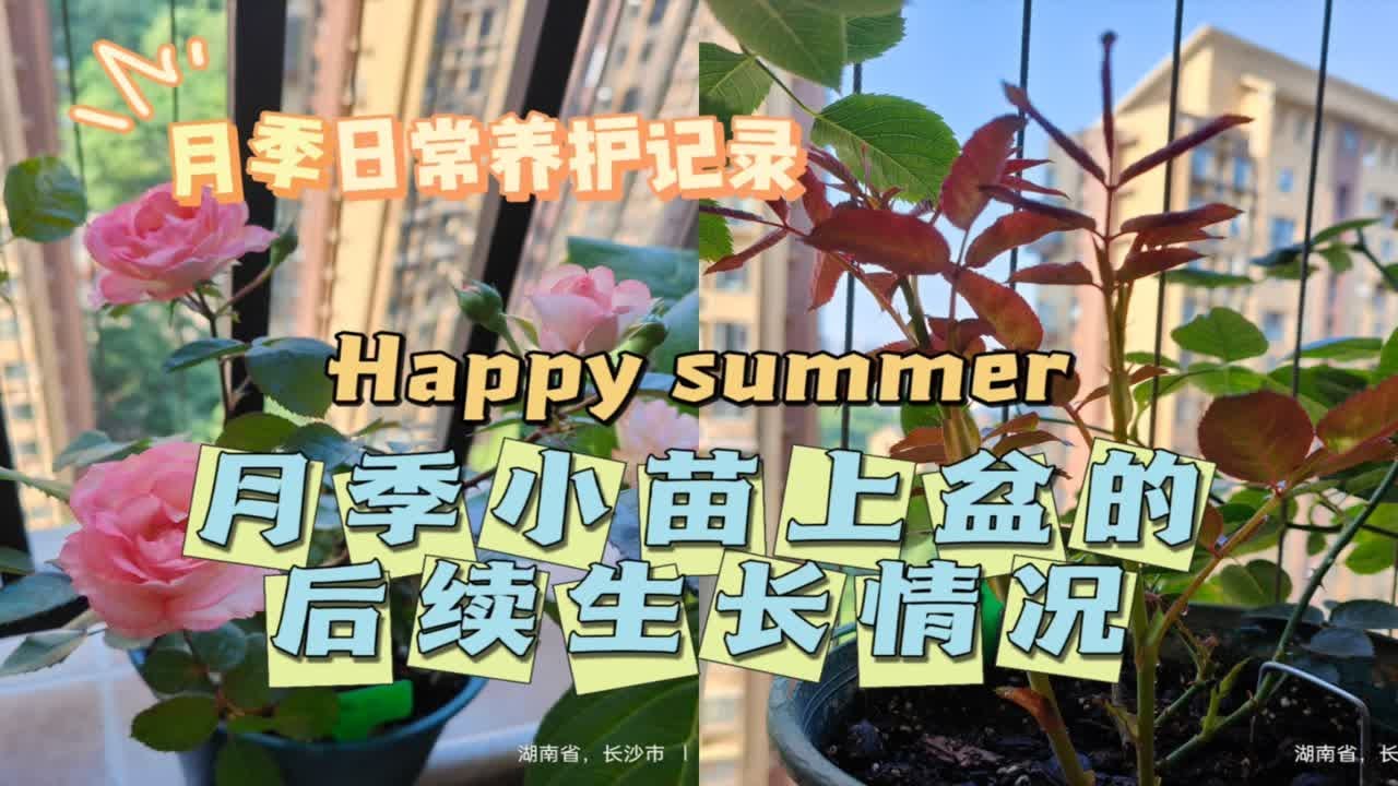 月季日常养护记录，月季小苗上盆的后续生长情况