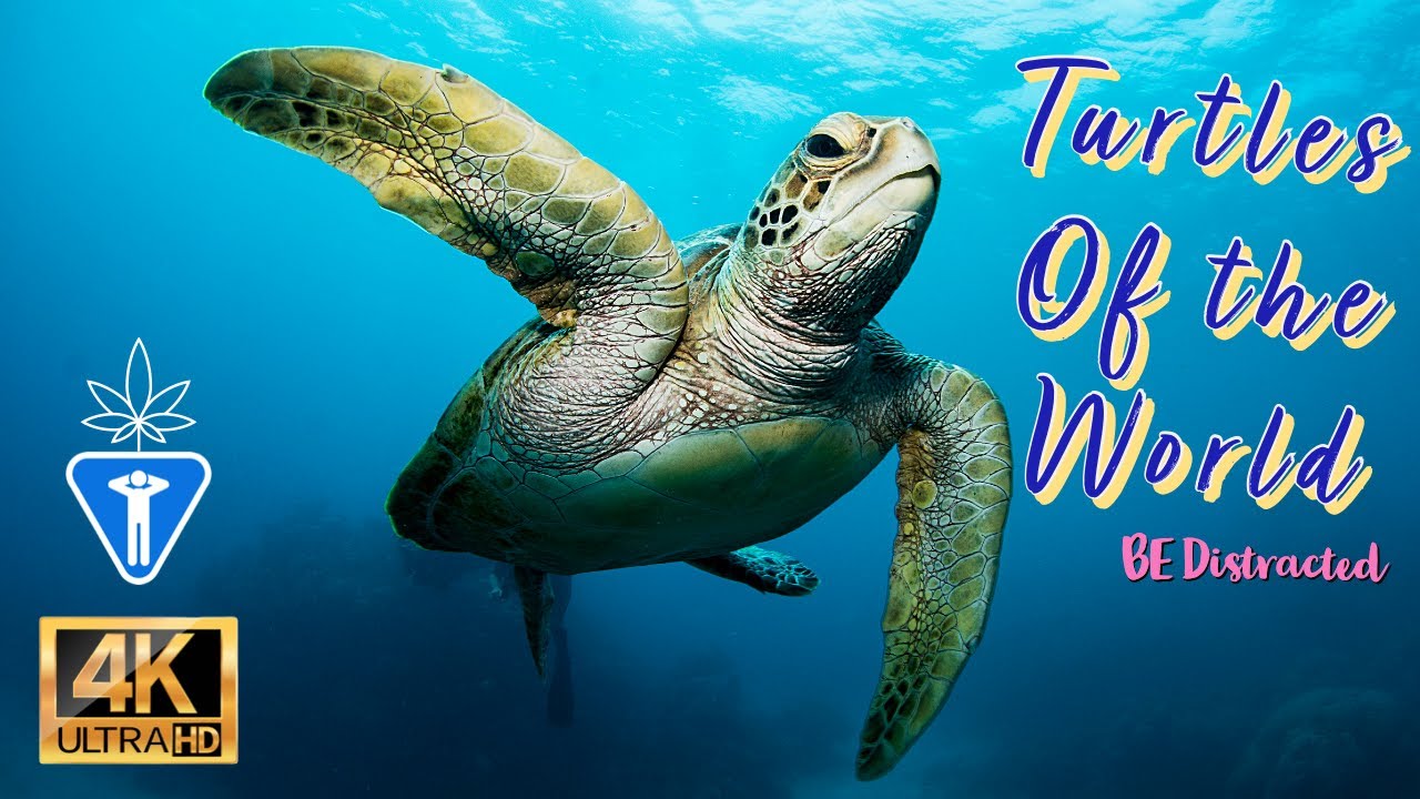 Turtles of the World in 4K