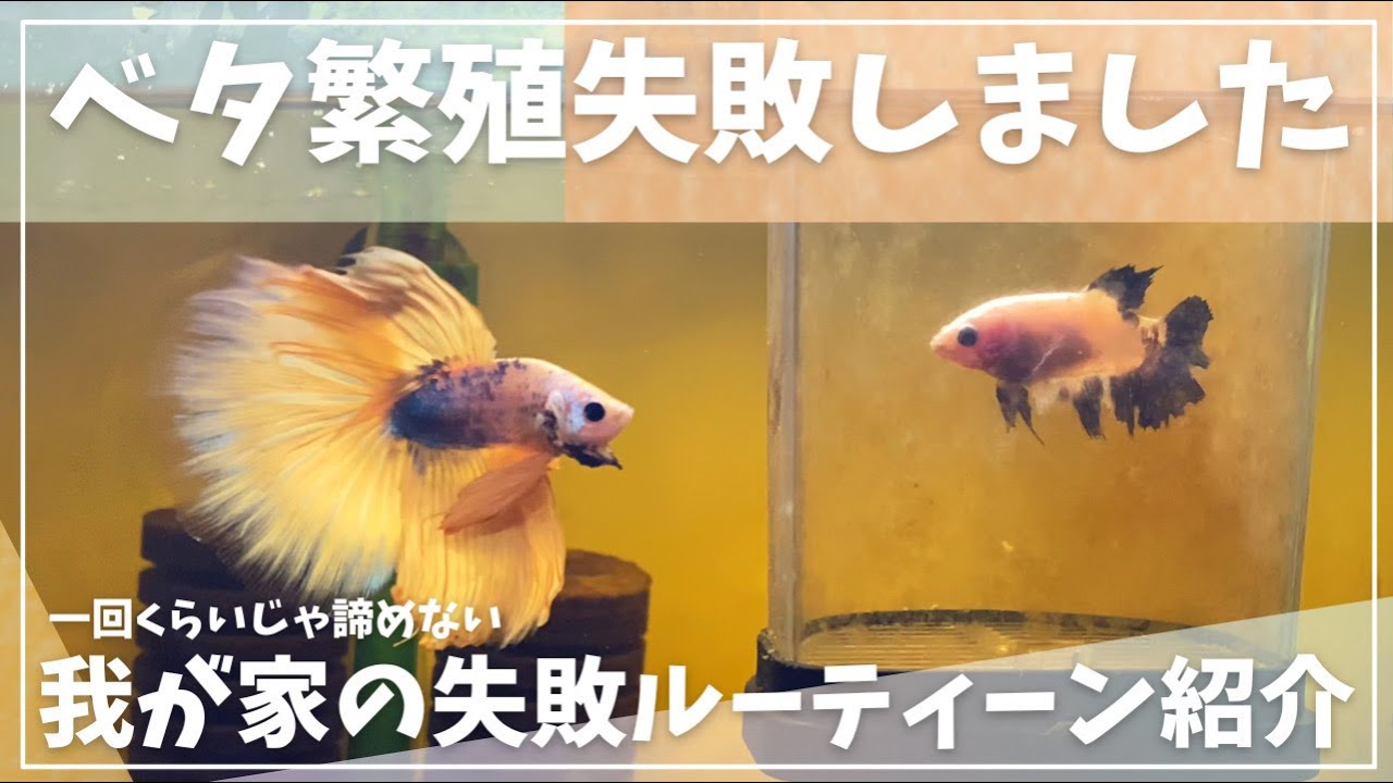 ベタ繁殖でお気に入りペアで失敗した時は諦めず再挑戦しましょう。＃ベタ水槽　＃アクアリウム