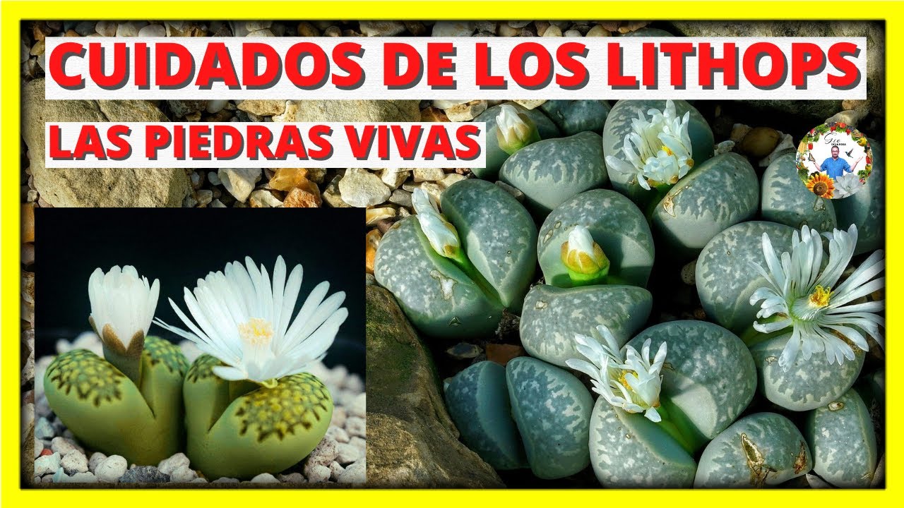 CUIDADOS de los cactus LITHOPS, las piedras vivas, Riego, sustrato, luz, trasplante | Gio de la Rosa