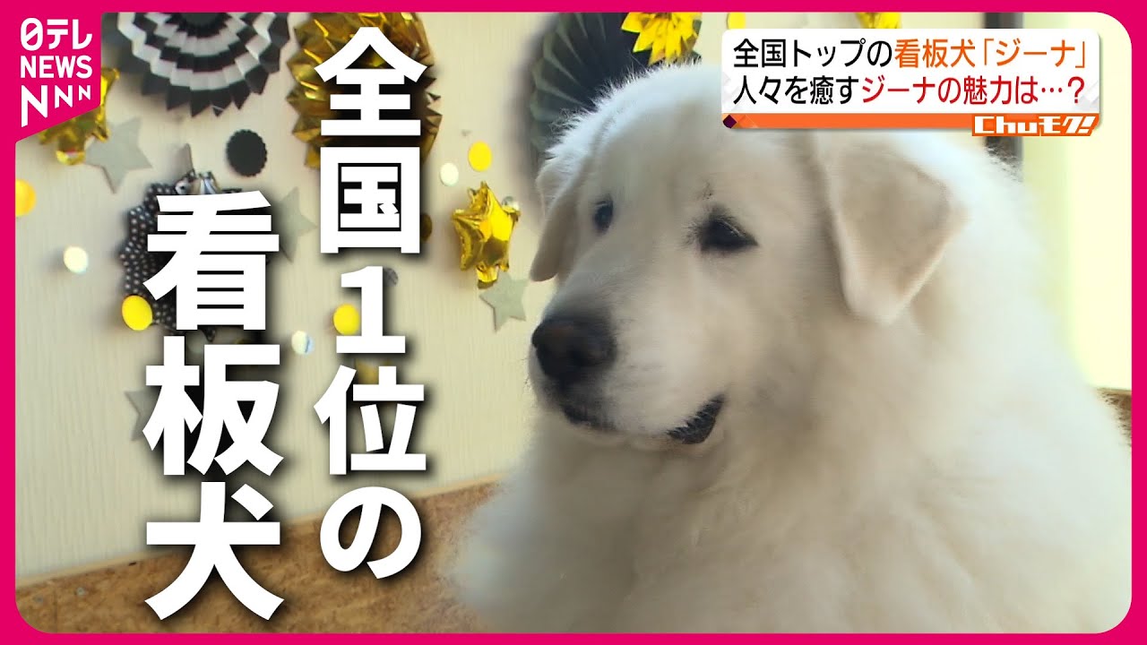 【大人気】まっ白でふわふわ！看板犬