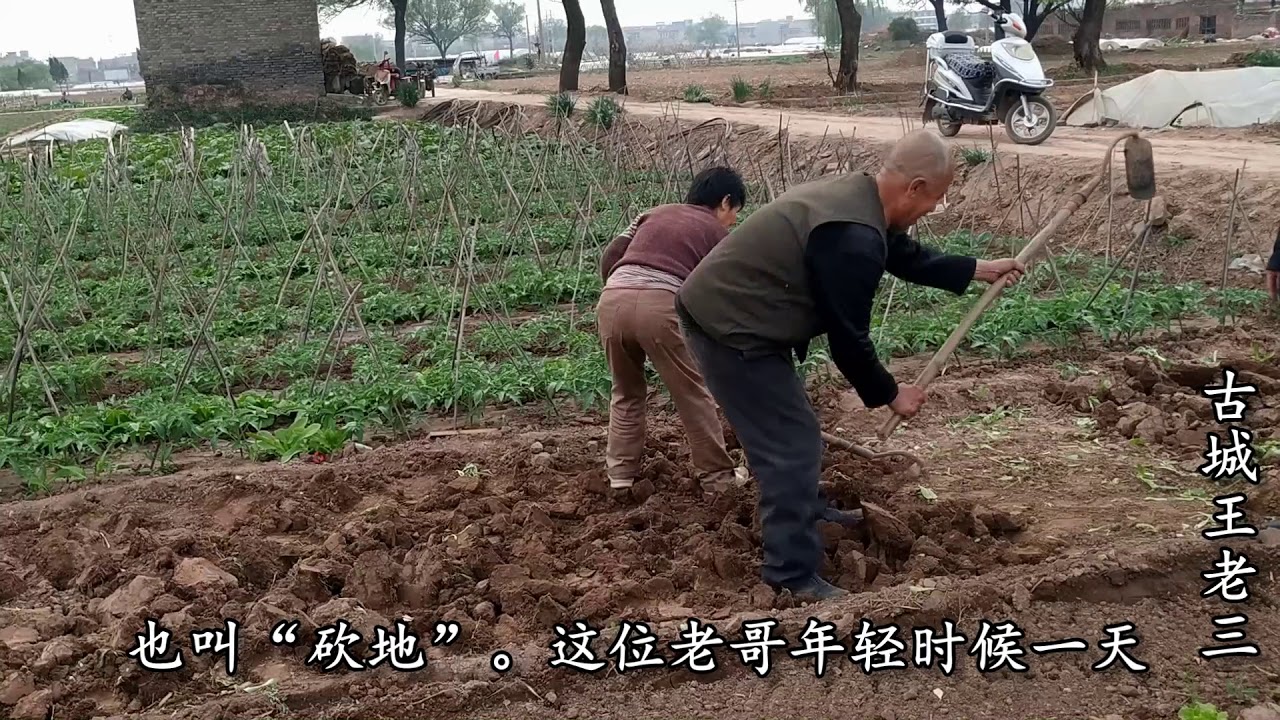 实拍农村菜农翻地全过程，种没想象的那么容易，不是力气大就行