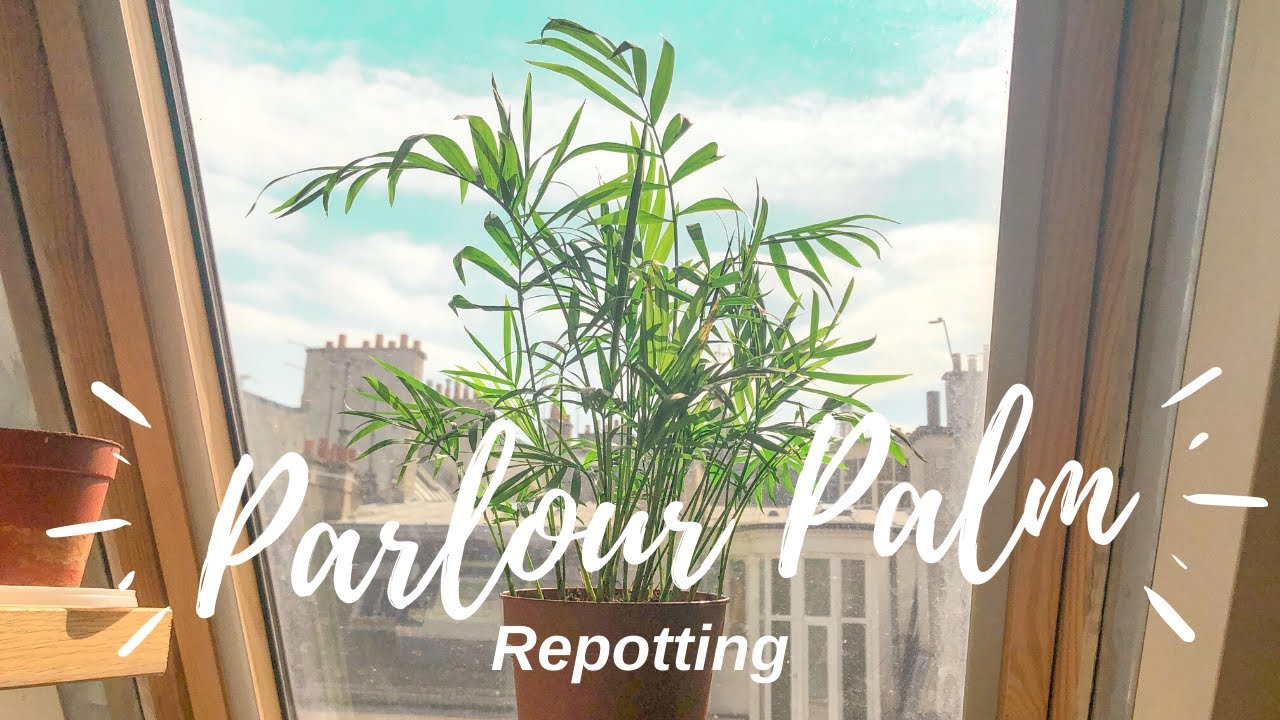 Parlor Palm (Parlour Palm) Repotting | Plant Vlog