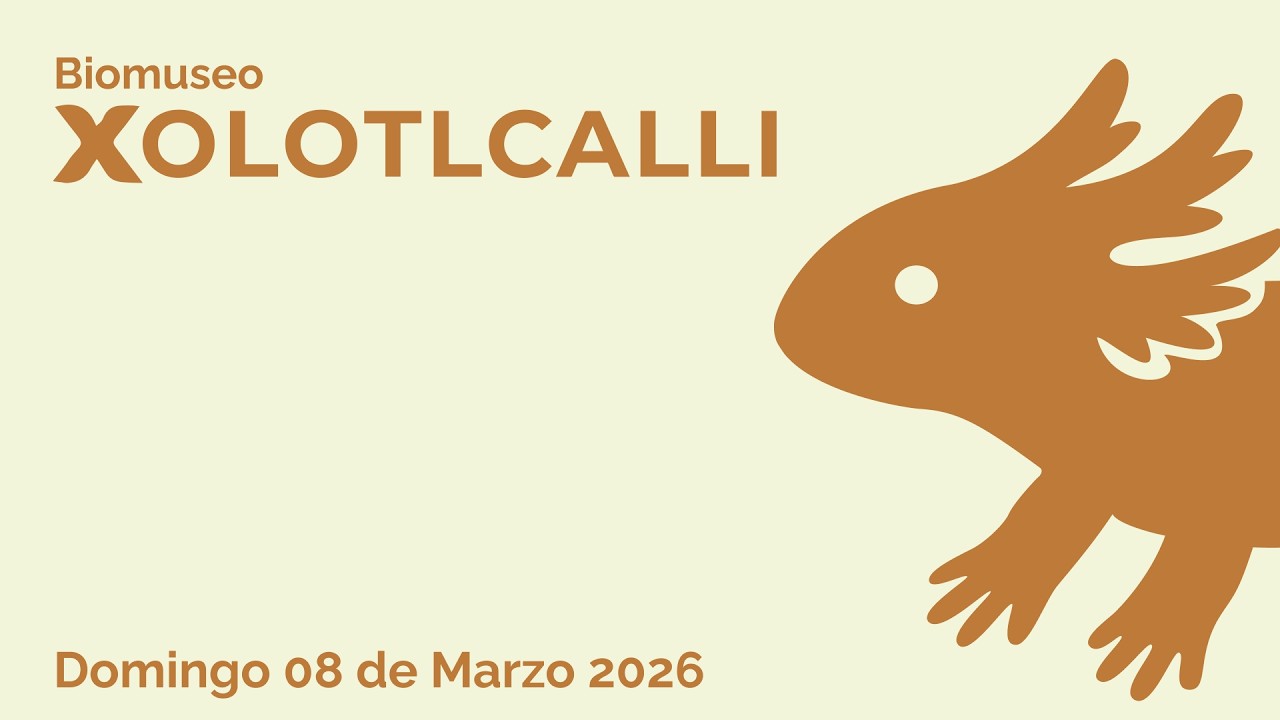 Ajolote Ambystoma Mexicanum, Andersoni y Dumerilii en BioMuseo Xolotlcalli (08 de Marzo de 2026)