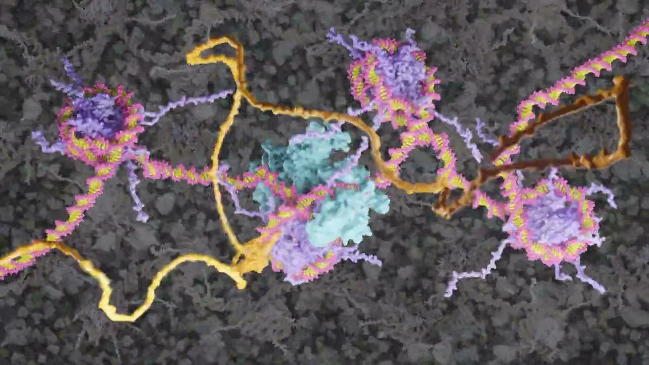 Release of DNA from Histones