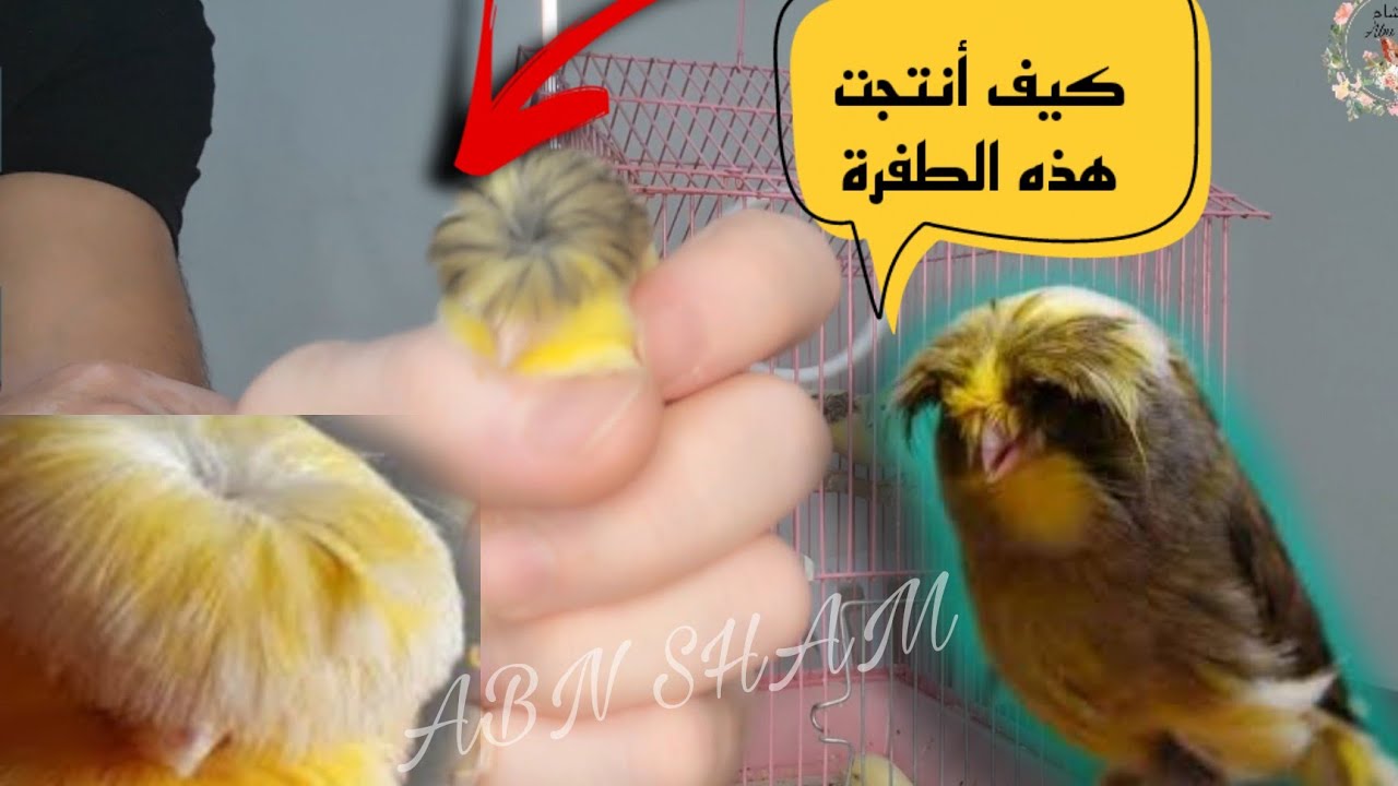 أضخم وأغلى نوع كناري بلعالم كيف فيك تحصل ع هي 🌹طفرة🌹 من نوعين من الكناري ودليل داخل الفيديو#birds