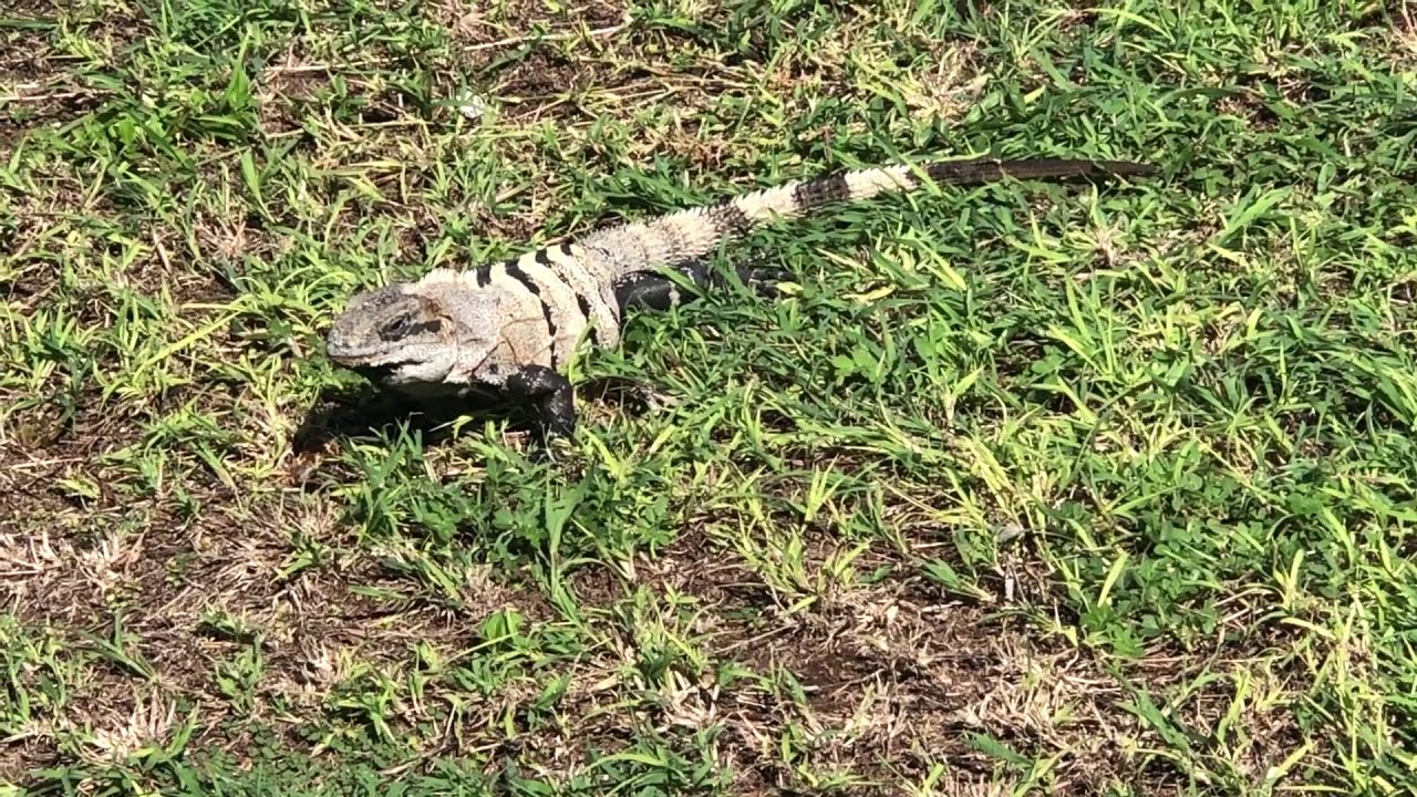Amazing iguanas - Tulum - Mayan City - Mexico - Central America