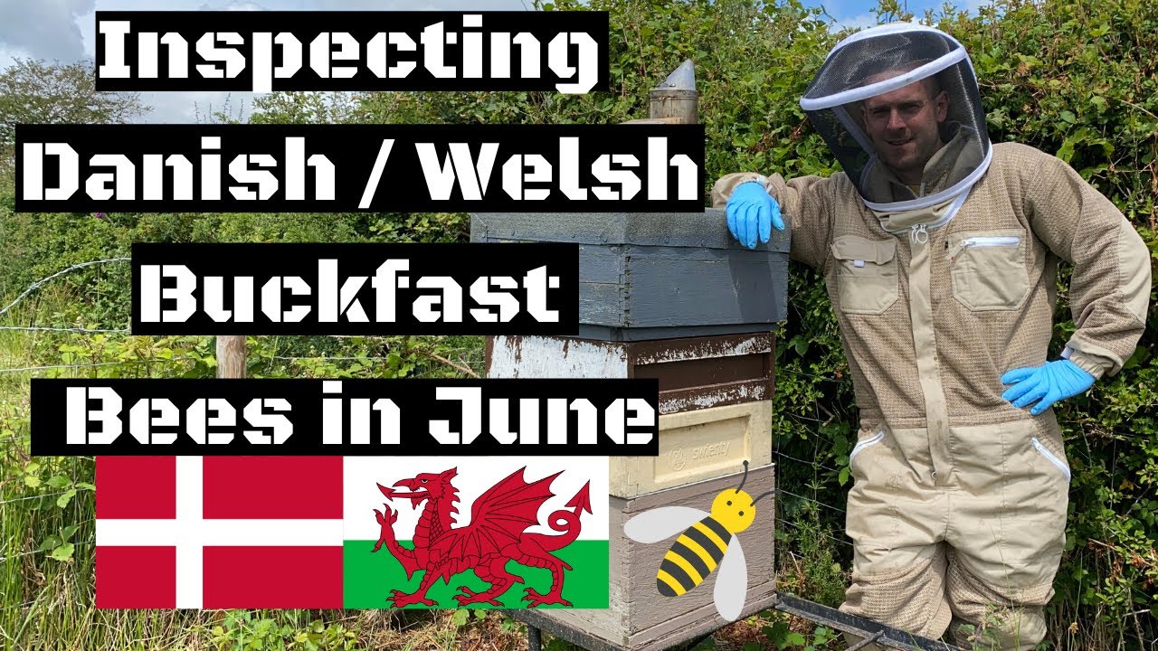Inspecting Buckfast Bees Cross Welsh Black Bees In June.  Beekeeping