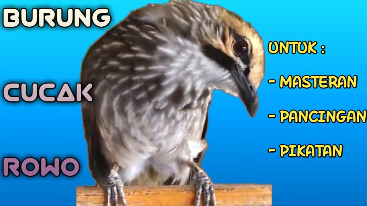 Suara burung cucak rowo gacor banyak isian untuk masteran