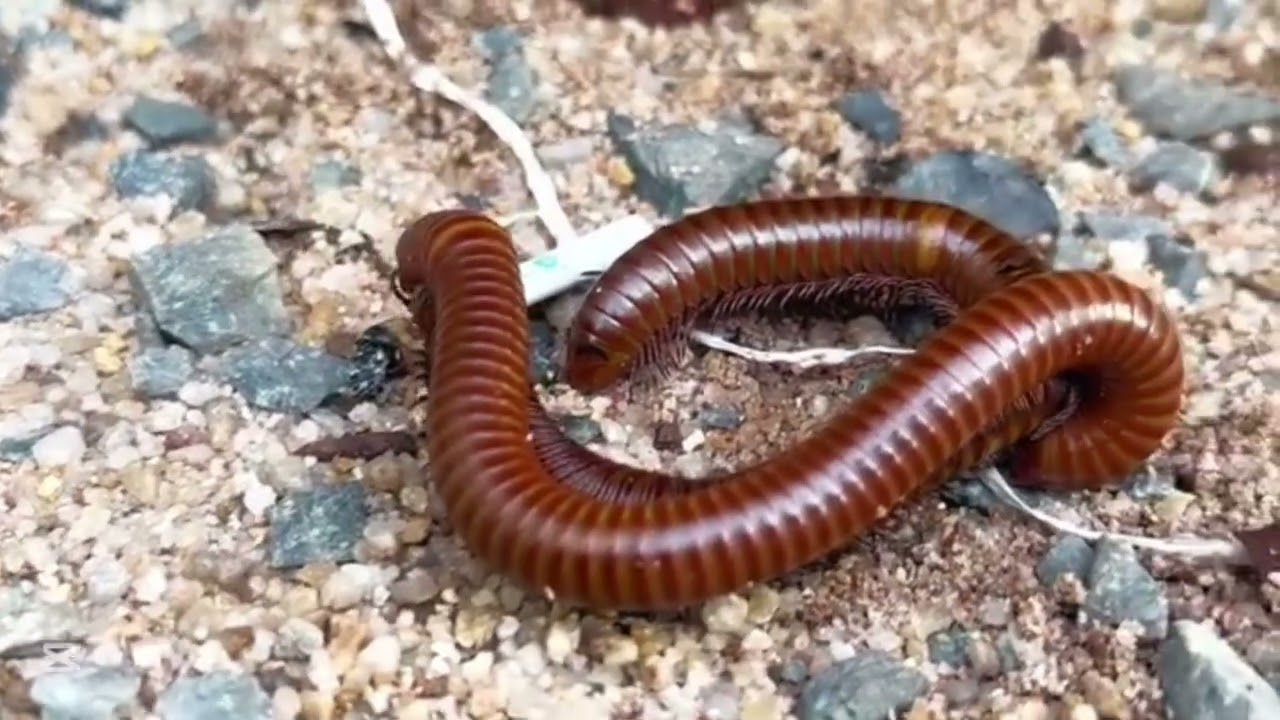 Millipede សត្វម្រើមព្រះ ភ្នំធំណាស់ ឬហៅថាសត្វម្រោមម្រះ Lovely Animals25