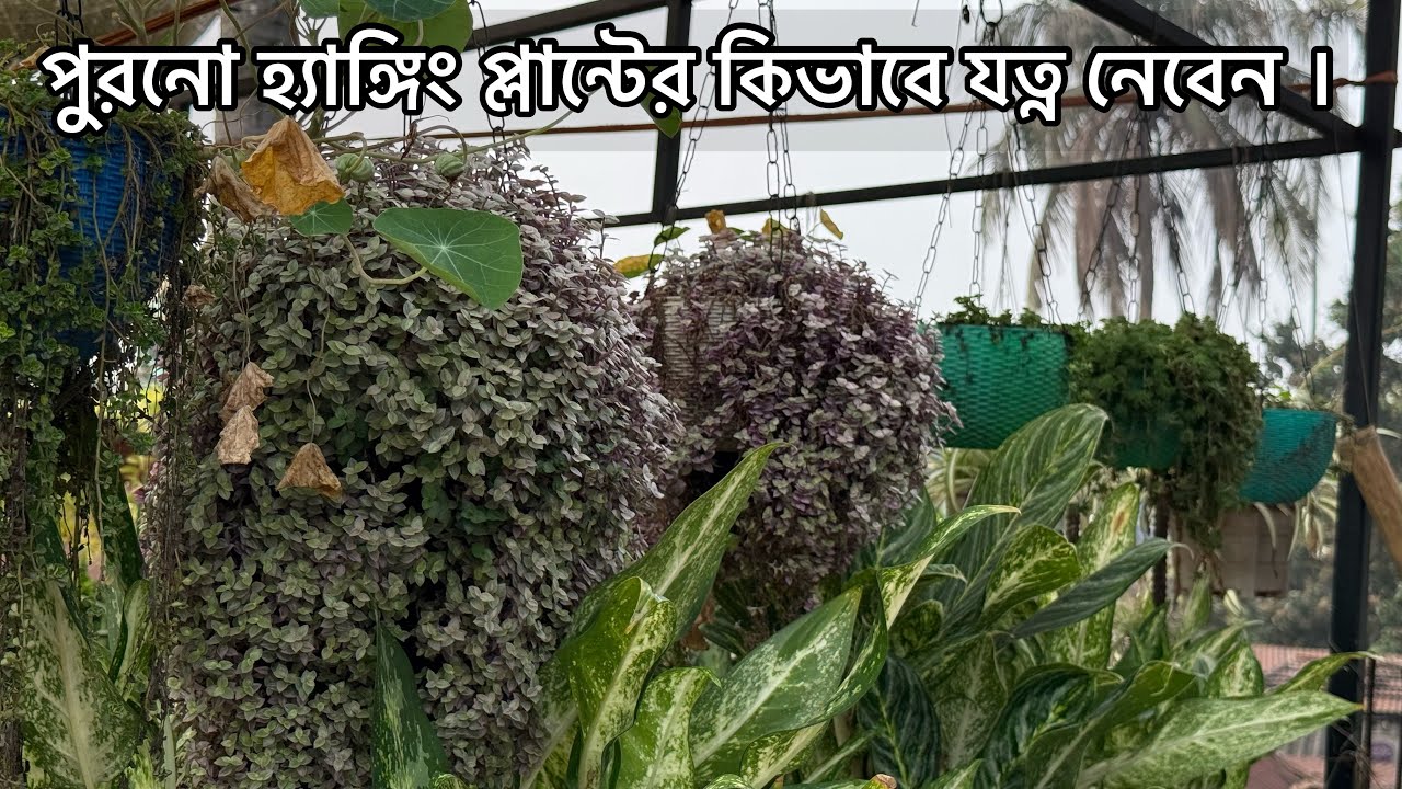পুরনো হ্যাঙ্গিং প্লান্টকে নতুন জীবন দেওয়ার সহজ উপায় | Hanging Plant Care Tips ।Gardening tips