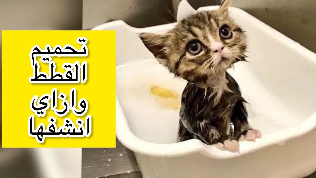 تحميم القطط بالطريقه الصحيحه للتخلص من الحشرات
