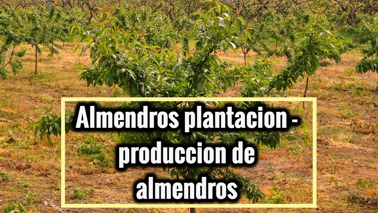 Cultivo Comercial de Almendros