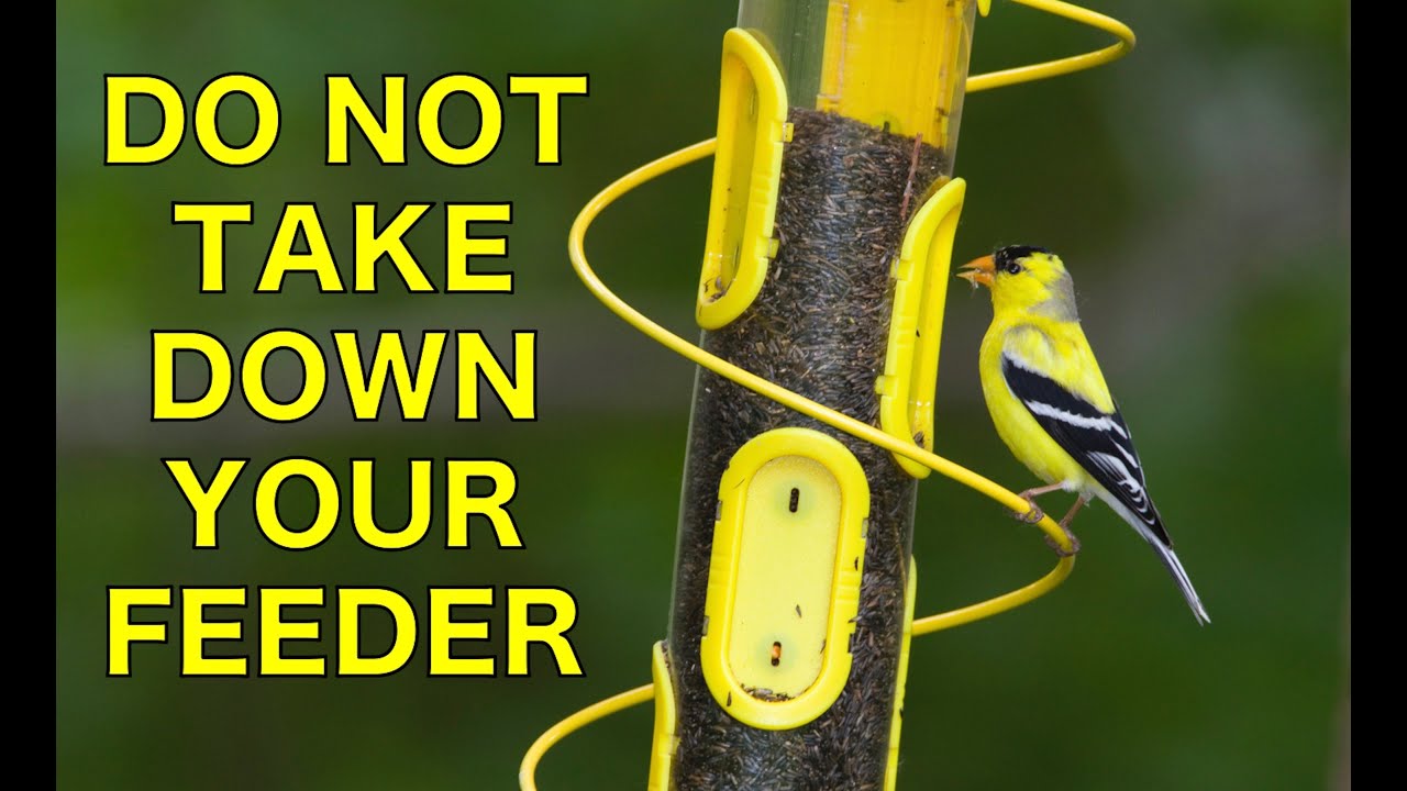 Do Not Take Down Your Bird Feeder
