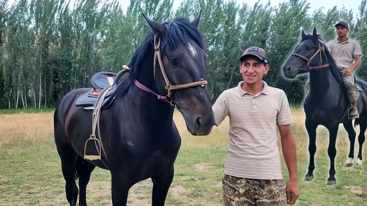 ФИРИБГАРЛАРДАН ХУШЁР БУЛИНГ ОТНИ ОЛАМАН ДЕБ АЛДАБ..😱 OT SOTILADI..#horse #rek #otbozor
