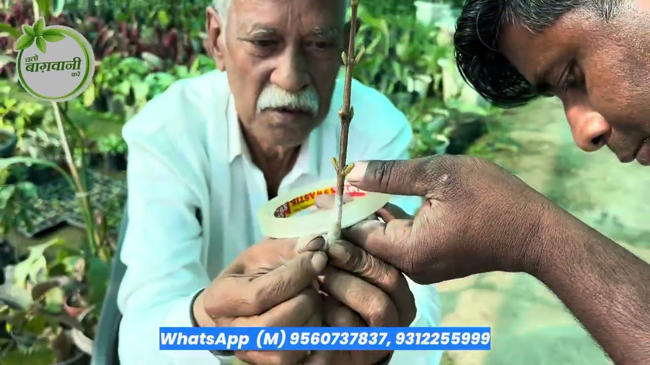 Black Diamond Guava Grafting 😱🪴 Step By Step Tutorial 👌 by Mr. Ramesh Chand