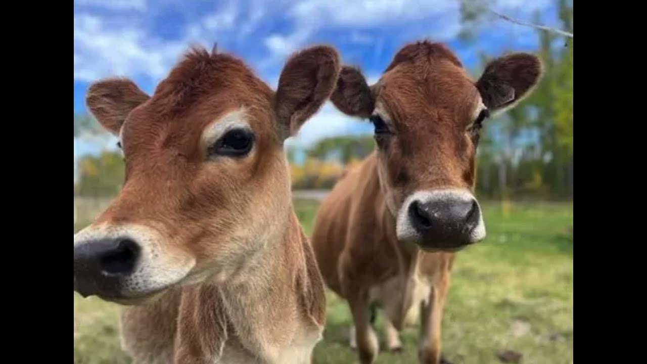 Your daily dose of cows: 278
