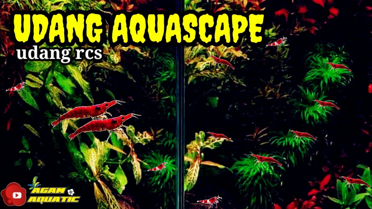 Udang RCS Aquascape