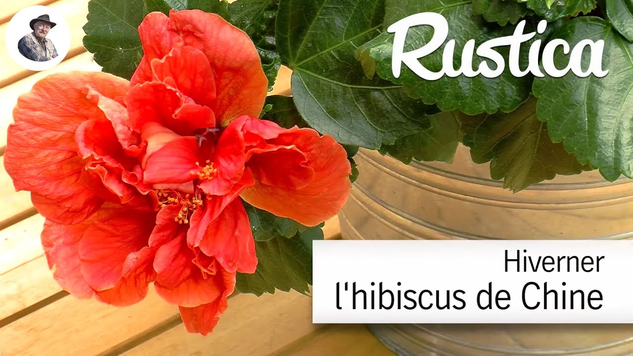 Hiverner l'hibiscus : les bons gestes et conseils