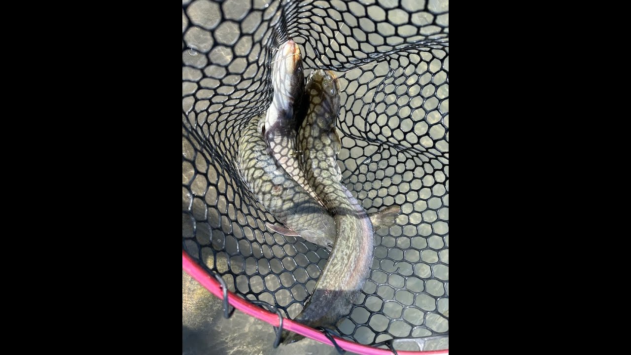 帶著Strike Pro Astro Vibe 9.6g到烏溪橋聳雲天散步 #strikepro #lure #bass #shimano #溪釣 #outdoors #路亞 ＠0222024