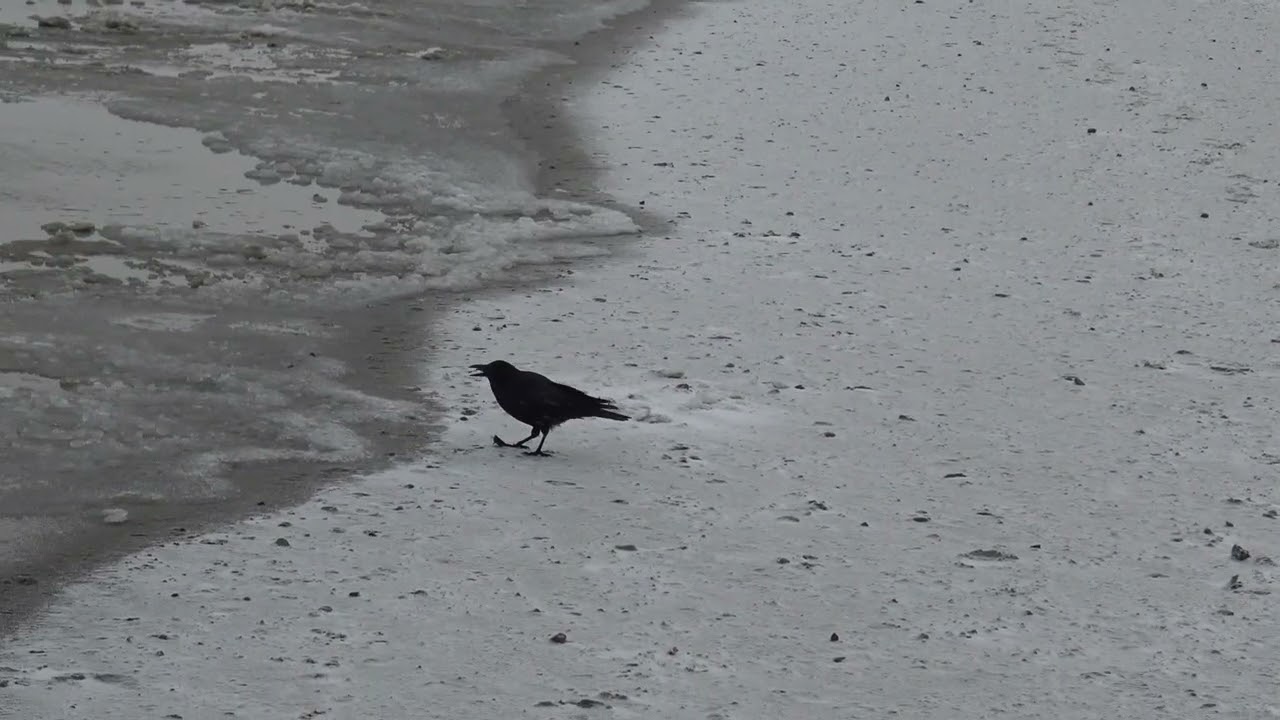 Vogel in Lübeck-Travemünde Strand am 16.2.2026