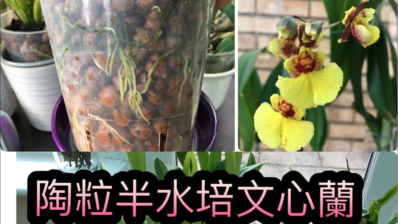 （陶粒半水培文心蘭）種植分享（6-10-2020）