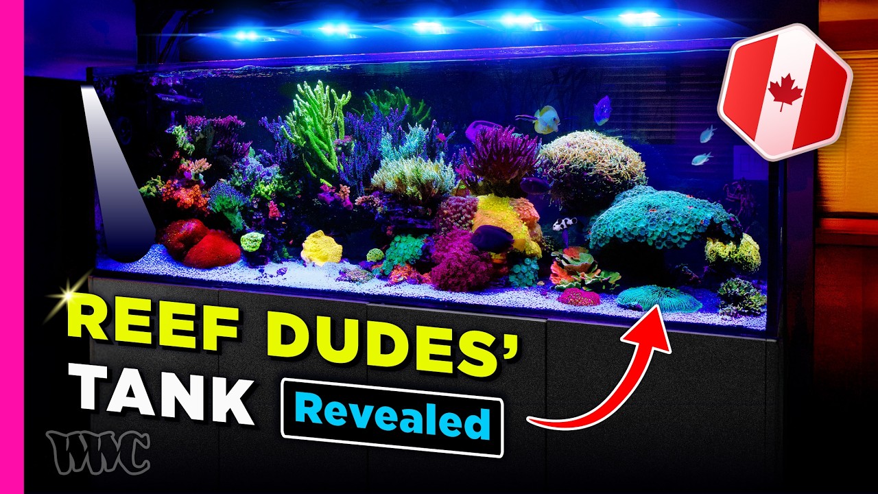ReefDude’s Epic 180 Gallon Peninsula Reef Tank  – Full Tour & Setup Breakdown!