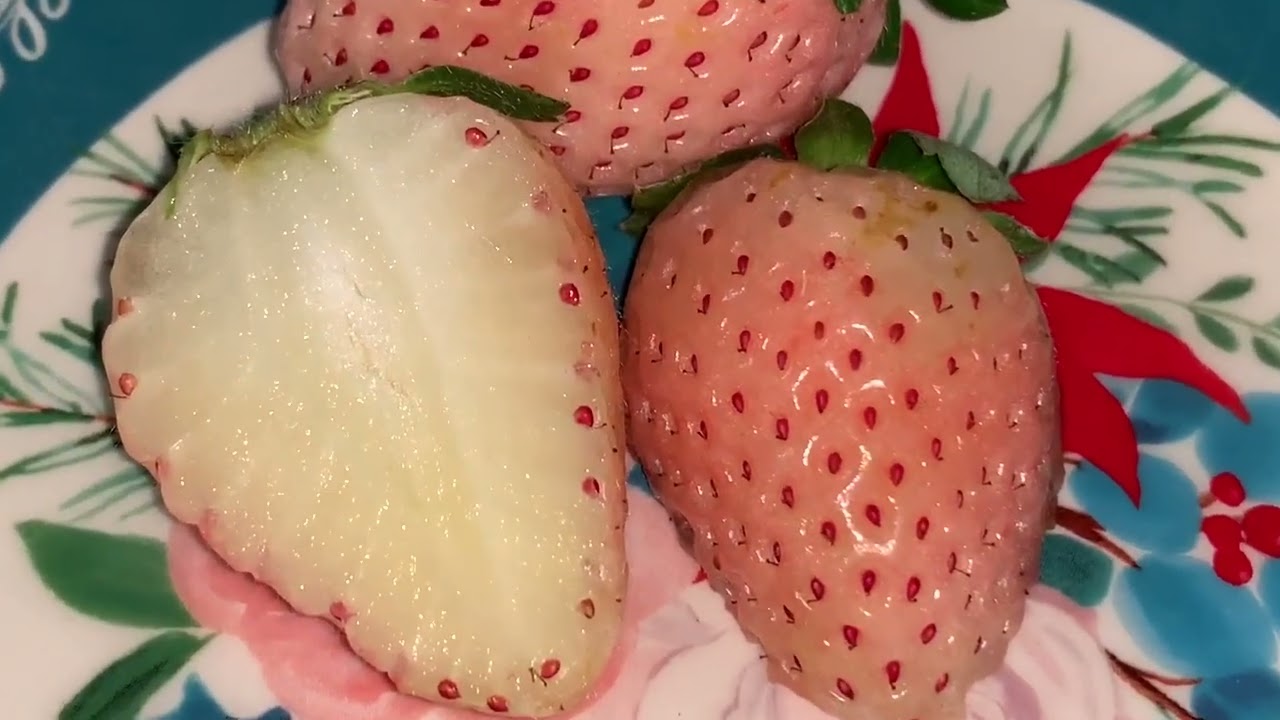 Let&rsquo;s Try a Pineberry (Review)