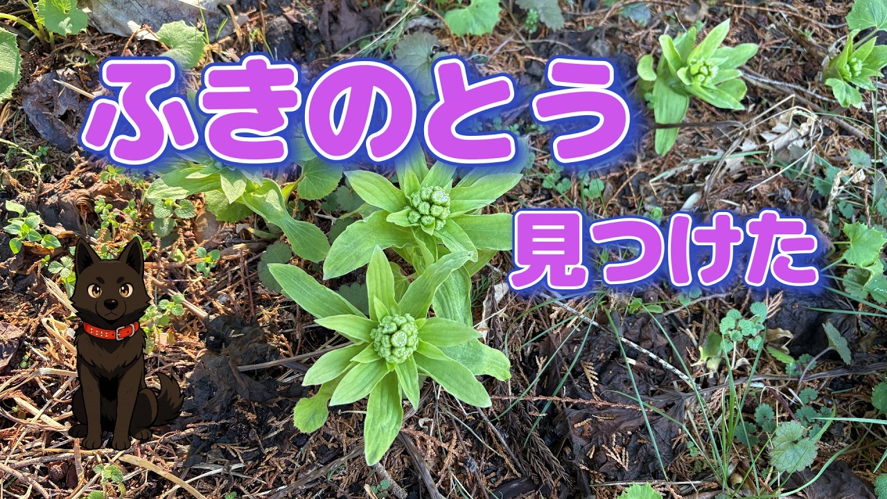 ふきのとう見つけた