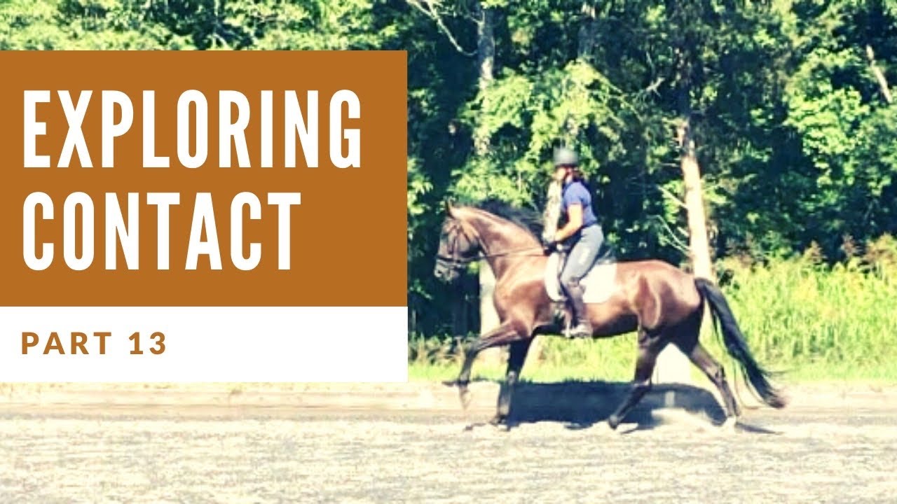 How To Start A Young Horse - Part13 -Exploring The Contact