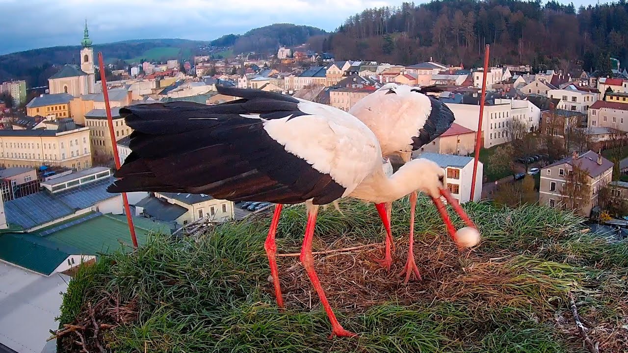 Boj Magdalénky s cizím čápem, vyhození vajíčka a návrat Matěje | hnízdo Trutnov