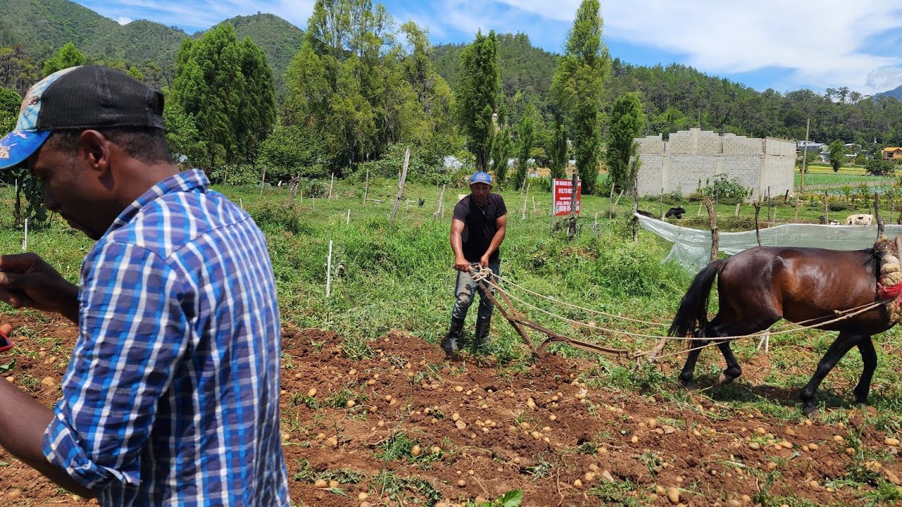 COSECHANDO 500mts2 de PAPAS DESDE 0 Desde CONSTANZA